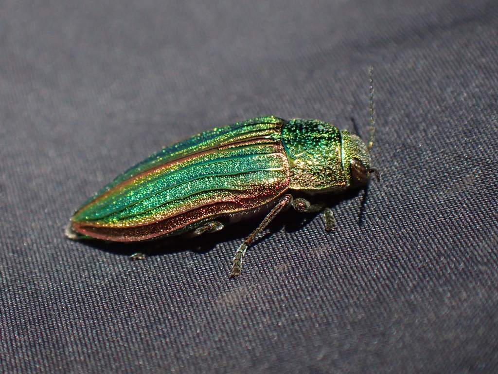 Golden Buprestid Beetle