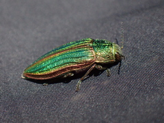 Golden Buprestid Beetle
