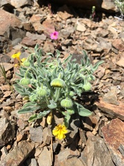 Erigeron aphanactis aphanactis