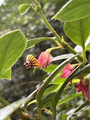 Nematanthus tessmannii, photograph (c) LPB, some rights reserved (CC BY)