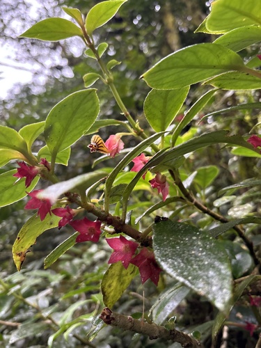 Nematanthus tessmannii, photograph 4