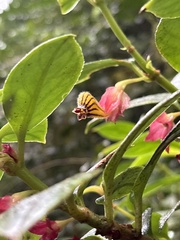 Nematanthus tessmannii, photograph (c) LPB, some rights reserved (CC BY)