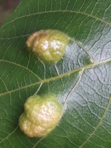 Walnut Blister Mite