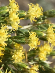 Tetradymia