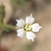 Coyote Gilia - Photo (c) Matt Berger, some rights reserved (CC BY), uploaded by Matt Berger