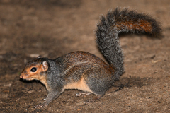 Red-Cheeked Rope Squirrel photo 3