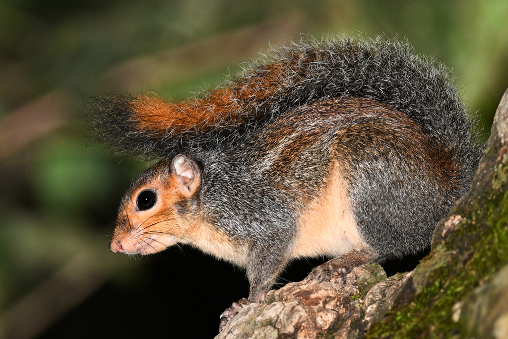 Red-Cheeked Rope Squirrel