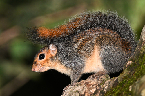 Red-cheeked Rope Squirrel (Funisciurus leucogenys) — Least Concern Mammalia