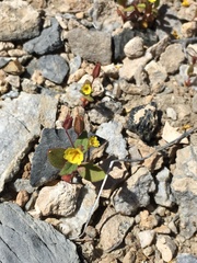 Erythranthe calcicola