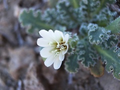 Glyptopleura marginata