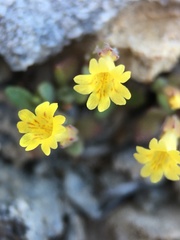 Erythranthe calcicola