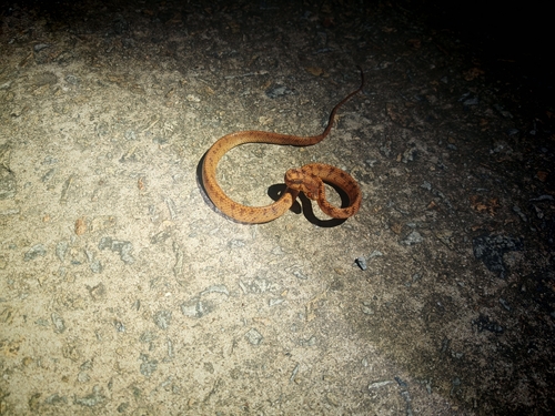 Formosa Slug Snake