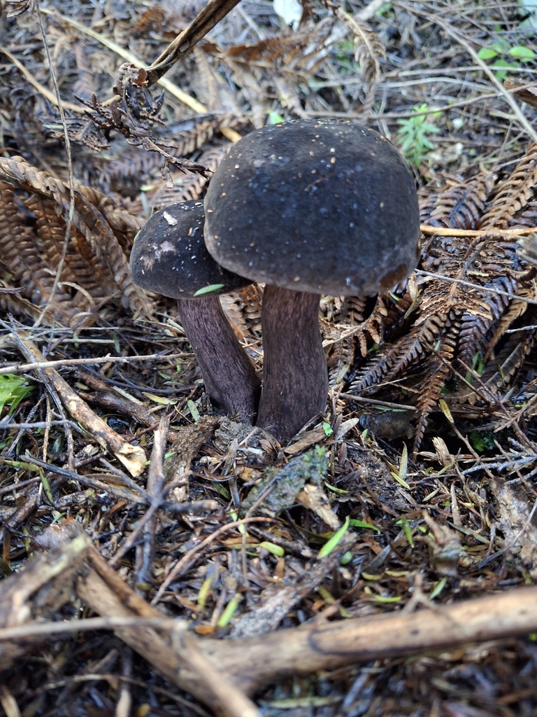 Tylopilus formosus · May 2025 · photo: © clianthus (iNaturalist, cc-by)