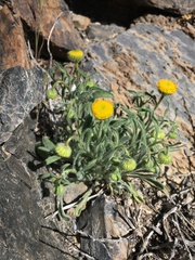 Erigeron aphanactis aphanactis