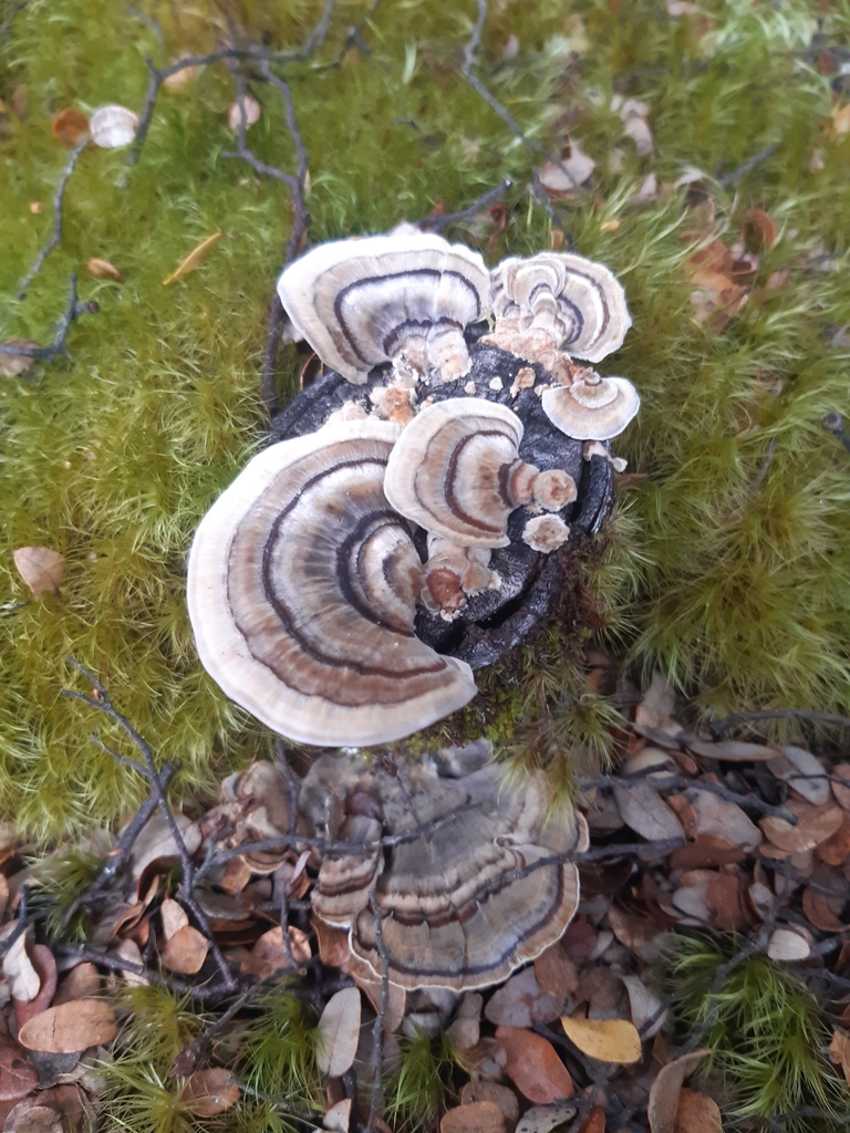 Trametes versicolor · May 2025 · photo: © georgecox (iNaturalist, cc0)