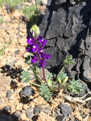 Lupinus flavoculatus
