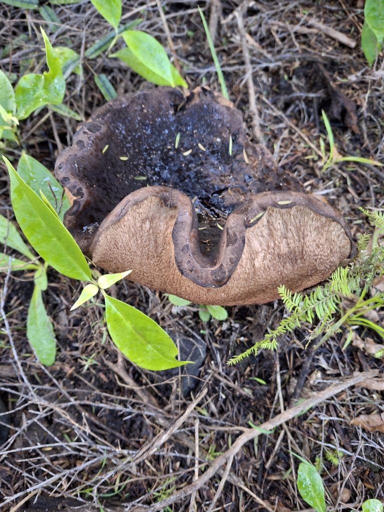 Tylopilus formosus · May 2025 · photo: © clianthus (iNaturalist, cc-by)