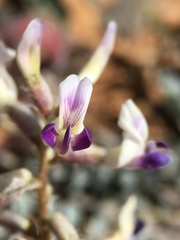 Astragalus layneae