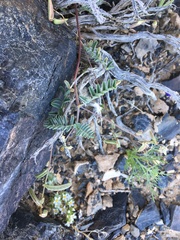 Astragalus acutirostris