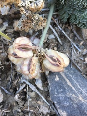 Vesper purpurascens