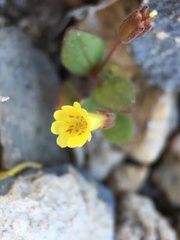 Erythranthe calcicola