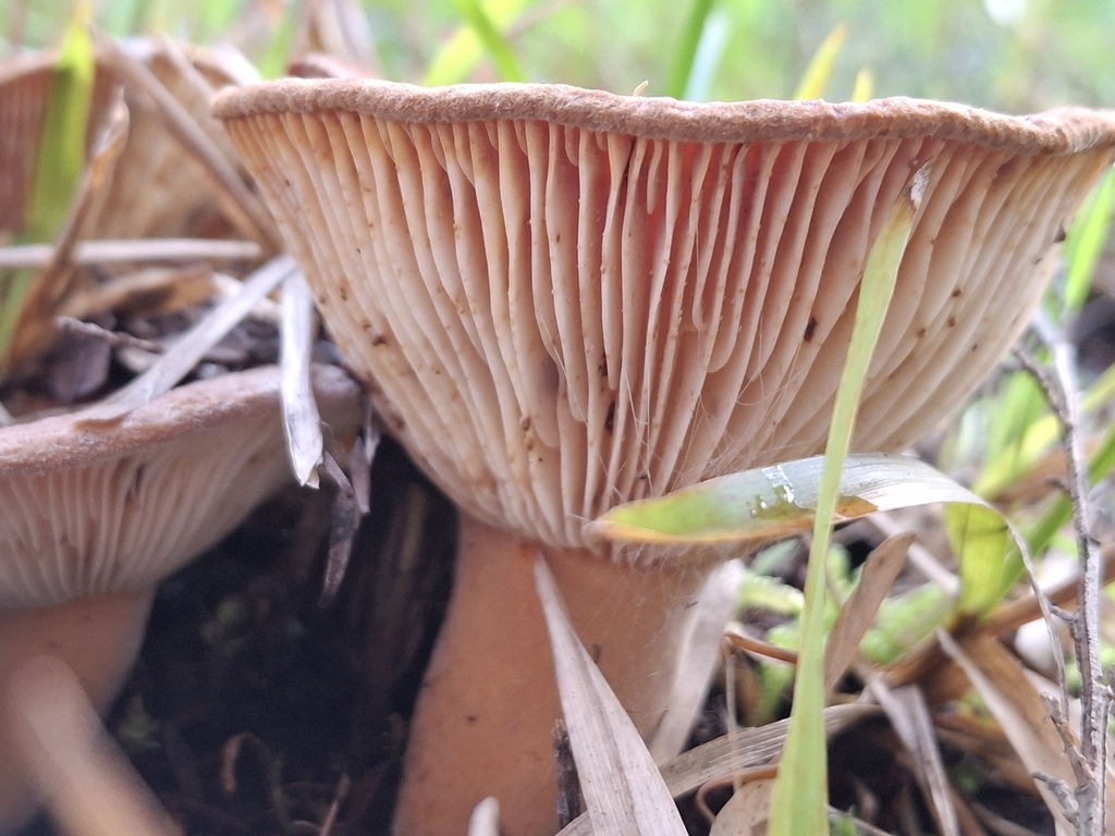 Lactifluus clarkeae · May 2025 · photo: © clianthus (iNaturalist, cc-by)