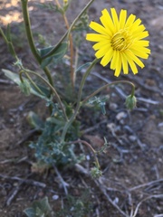 Malacothrix sonchoides