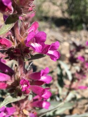Penstemon monoensis