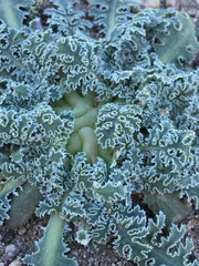 Glyptopleura marginata