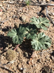 Cymopterus ripleyi saniculoides