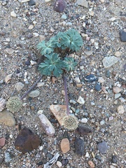 Cymopterus ripleyi saniculoides