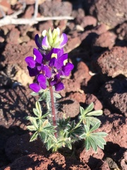 Lupinus flavoculatus