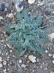 Glyptopleura marginata