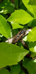 Polistes cinerascens