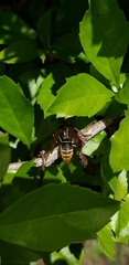 Polistes cinerascens