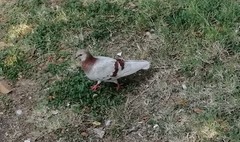 Columba livia domestica