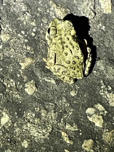 iNaturalist observation photo of Red-spotted Toad