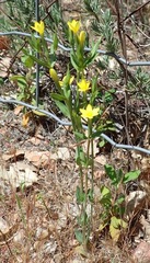 Centaurium maritimum