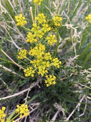 Cymopterus petraeus