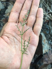 Cymopterus petraeus