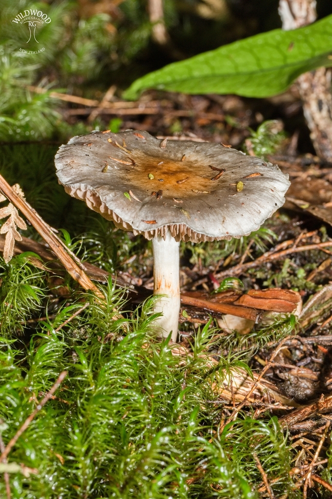Cortinarius rotundisporus · June 2025 · photo: © robbiebgraham (iNaturalist, cc0)