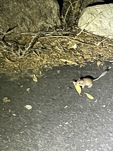 iNaturalist observation photo of Desert Pocket Mouse
