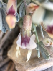 Astragalus calycosus calycosus