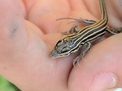 Aspidoscelis uniparens