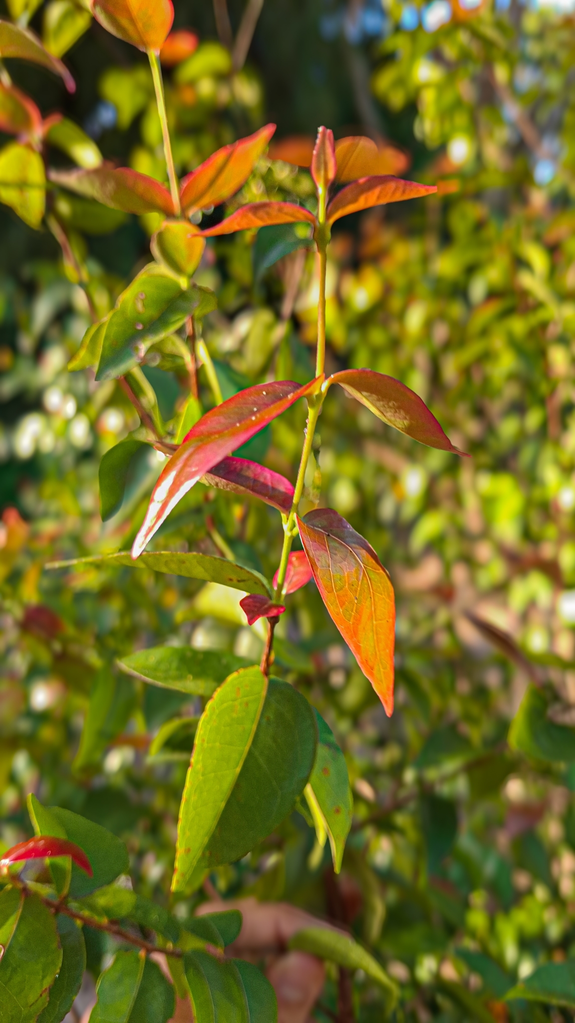 Eugenia uniflora