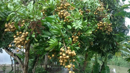 Dimocarpus longan