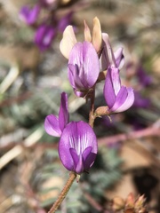 Astragalus inyoensis