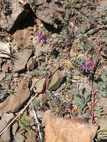 Image of Astragalus inyoensis by (c) Matt Berger, some rights reserved (CC BY)