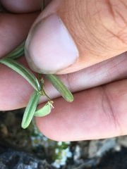 Astragalus acutirostris
