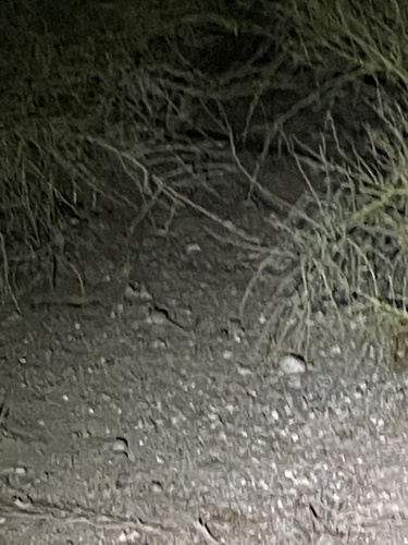 iNaturalist observation photo of Kangaroo Rats and Pocket Mice